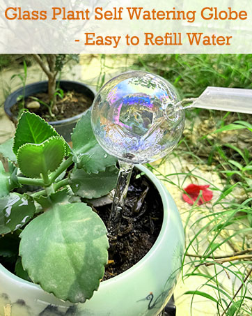 plant watering devices