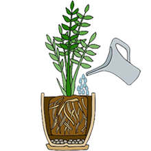 water the plant
