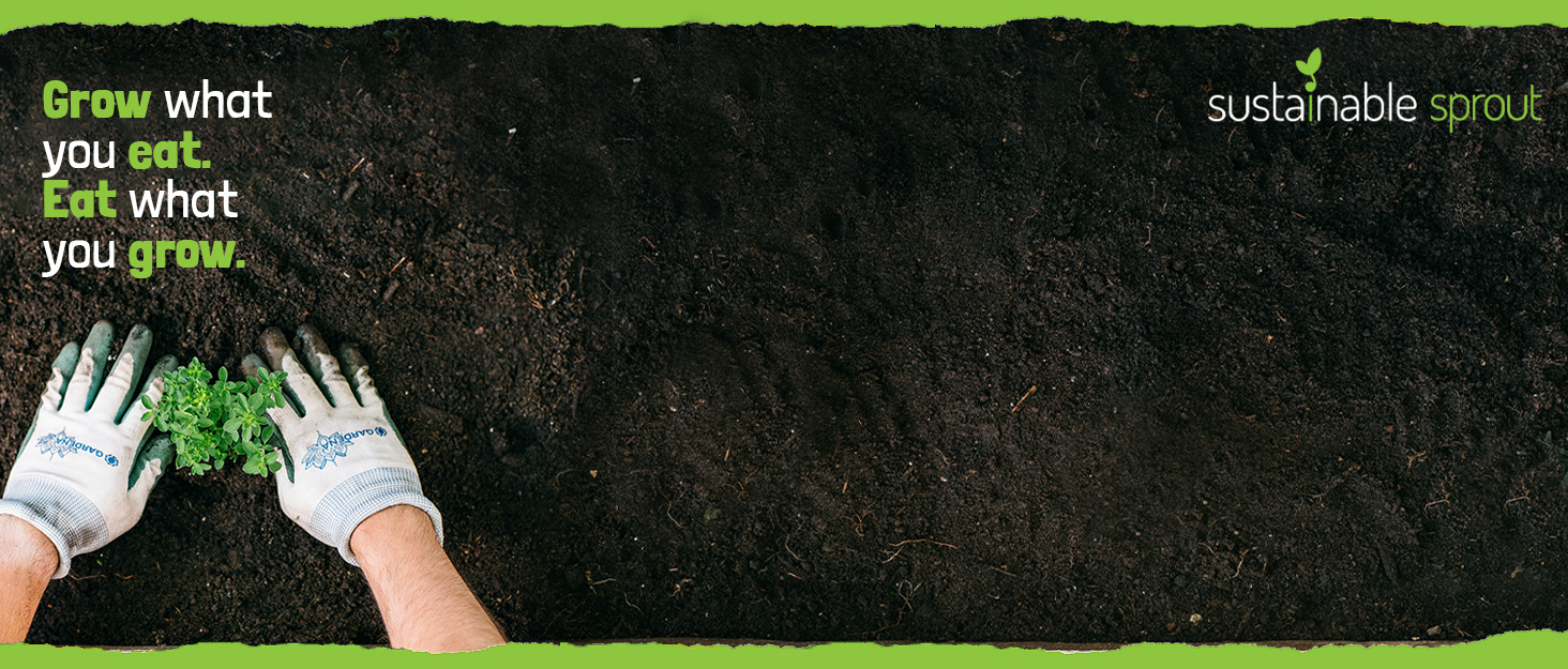 live plant herb seed packets planting tea collection pack heirloom bulk survival grass mint harvest