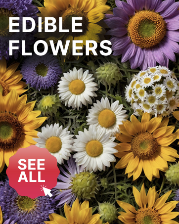 Non GMO Seeds for planting Eatable Edible Flowers Heirloom Flower Seed Packets Medicinal Herbs 