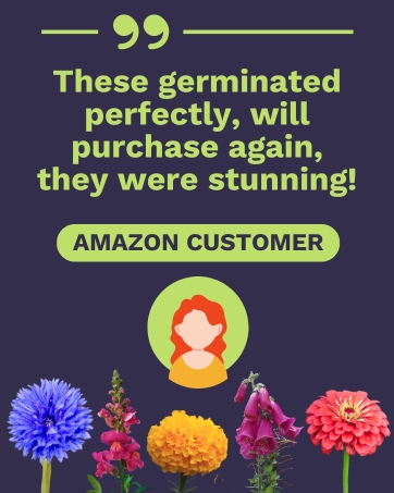 amazon customer 2