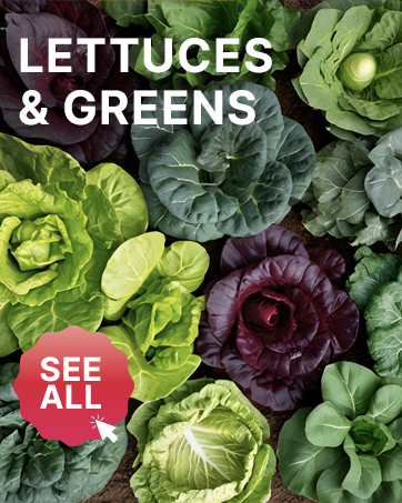 Non Gmo Heirloom Lettuce Garden Seeds Salad Greens Seed Packets Iceberg Bibb Spinach Collards