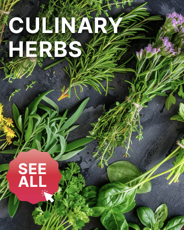Herb Seeds for Planting Herb Garden Indoor Outdoors Herb Seed Packets, Non GMO Heirloom Herb Seeds