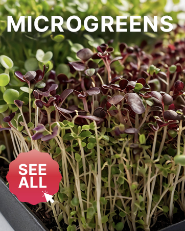 Non Gmo Heirloom Microgreen Sprouting Seeds for Planting Bulk Arugula Broccoli Beet Alfalfa Semillas