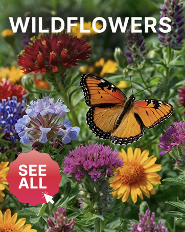 Non Gmo Heirloom Annual Perennial Bee Mix Wildflower Garden Seeds for Planting in Bulk Wild Flowers