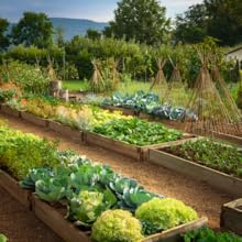 veg