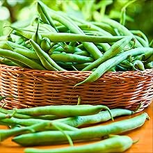 Green Bean