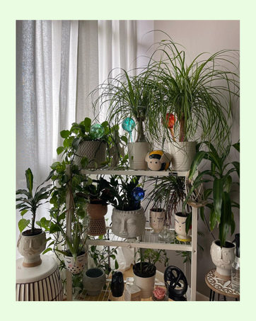 plant lover gifts