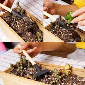 tools for planting succulents