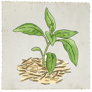 Cartoon image of garden.