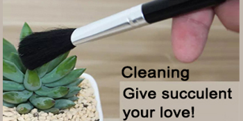 succulent tools set