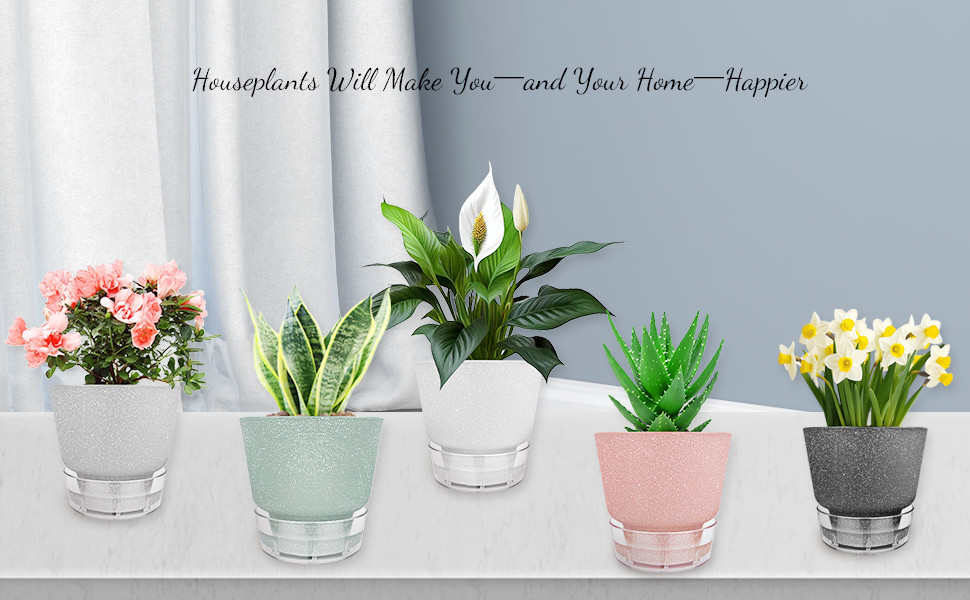 Houseplants