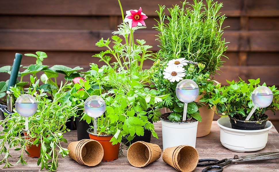 Indoor and Outdoor Plants