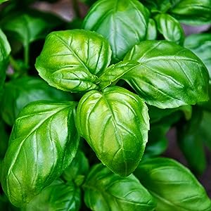 Basil In The Garden