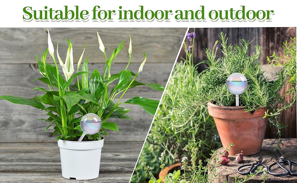 Indoor and Outdoor Plants