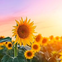 Sunflower Background