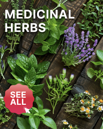 Organo Republic Non GMO medicinal Seeds for planting Vegetables and Fruits Heirloom Seed Packets