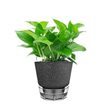 black pots