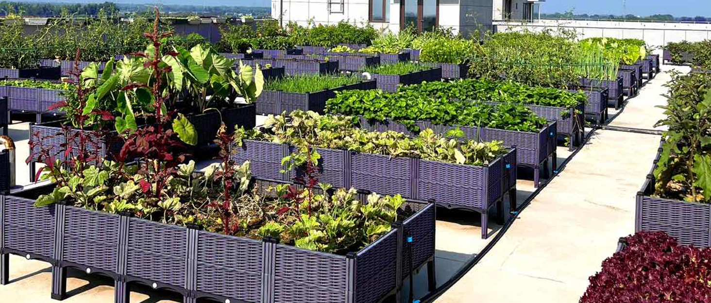raised garden bed