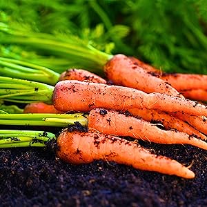 Carrot Just Harvested