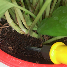 plant watering globes