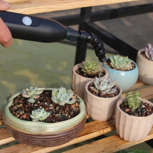 Succulent Watering