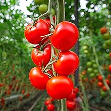 Tomato Background