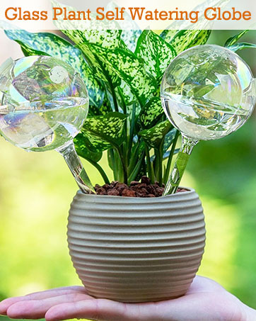 plant watering devices