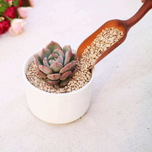 succulent plant tools