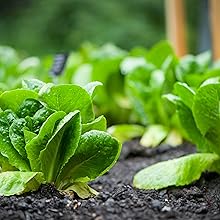 Lettuce background