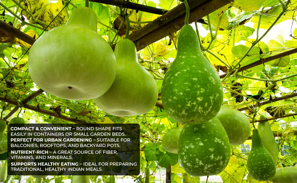 Indian Round Gourd Seeds