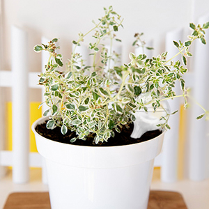plant globe