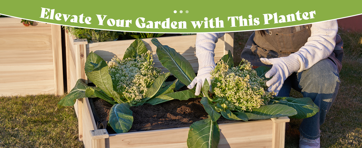 raised garden bed
