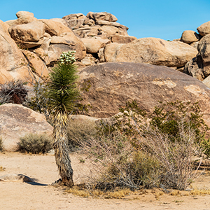 desert