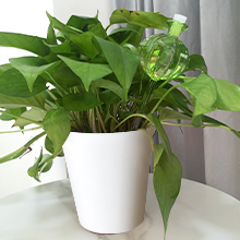 plant watering globes