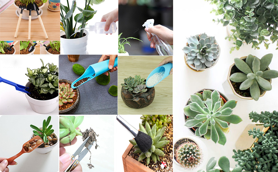 tools for succulents