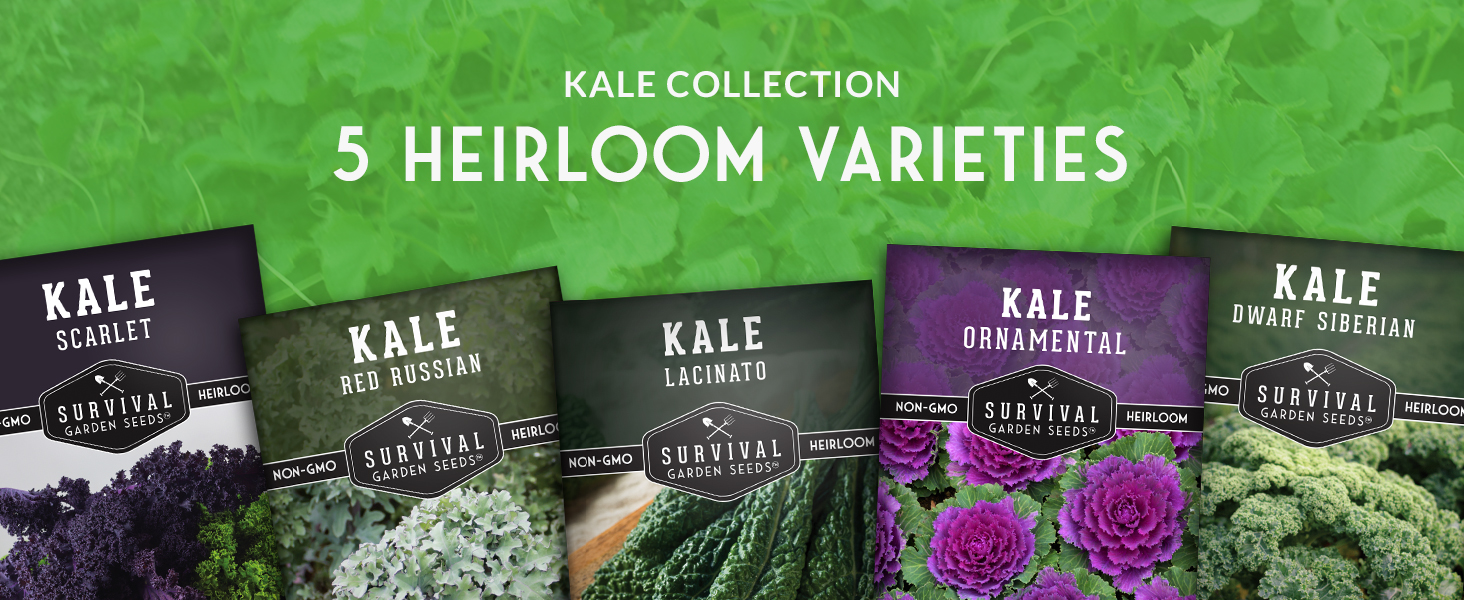 Survival Garden Seeds 5 Kale Collection