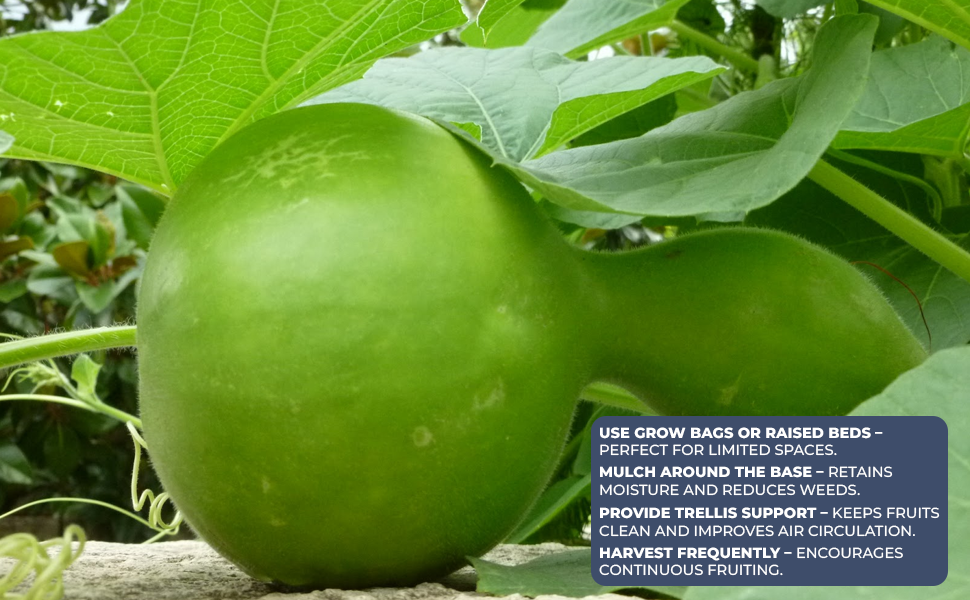 Fast Growing Lauki Seeds