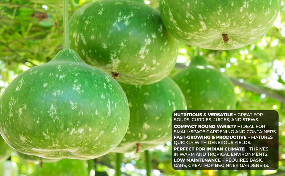 Lauki Vegetable Seeds India
