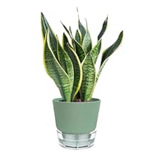 Snake Plant Pots