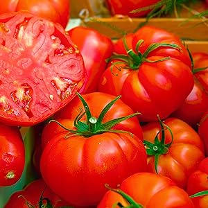 Beefsteak Tomato in a pile