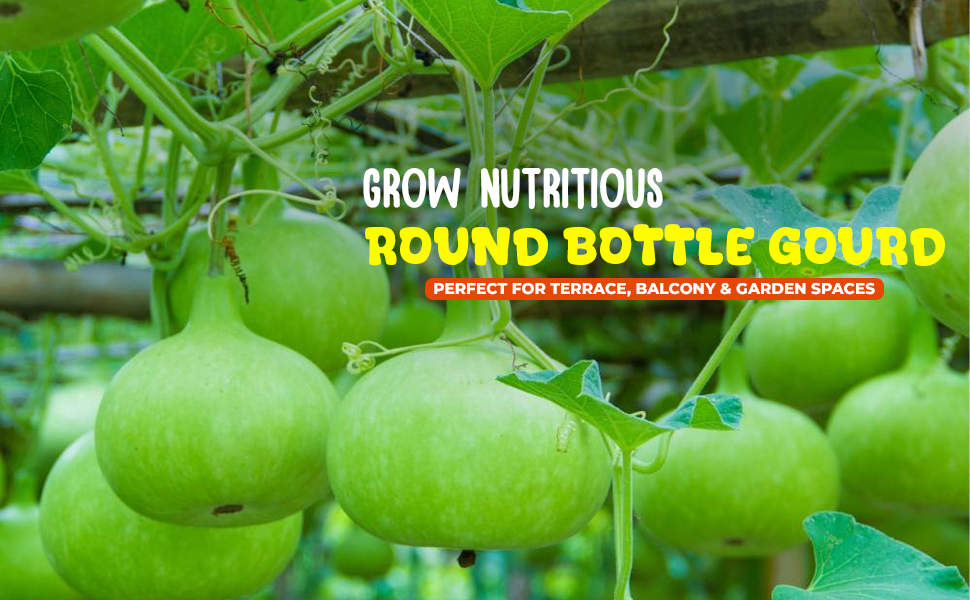 Round Bottle Gourd Seeds