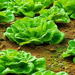 Buttercrunch Lettuce In The Field