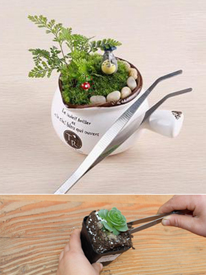 succulent tools
