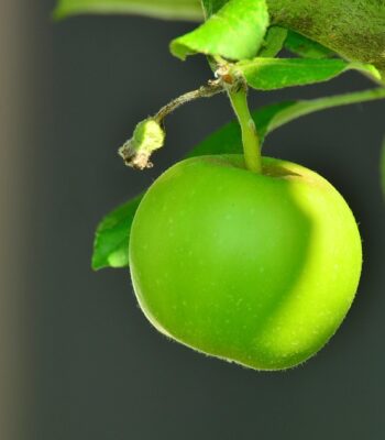 apple-1532055_960_720.jpg