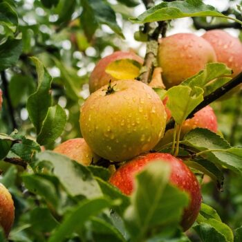 apple-4055926_960_720.jpg