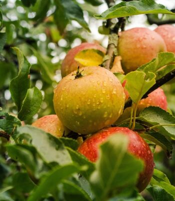 apple-4055926_960_720.jpg
