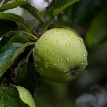 apple-5523590_960_720.jpg