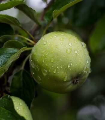 apple-5523590_960_720.jpg