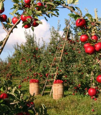 apples-1873078_960_720.jpg